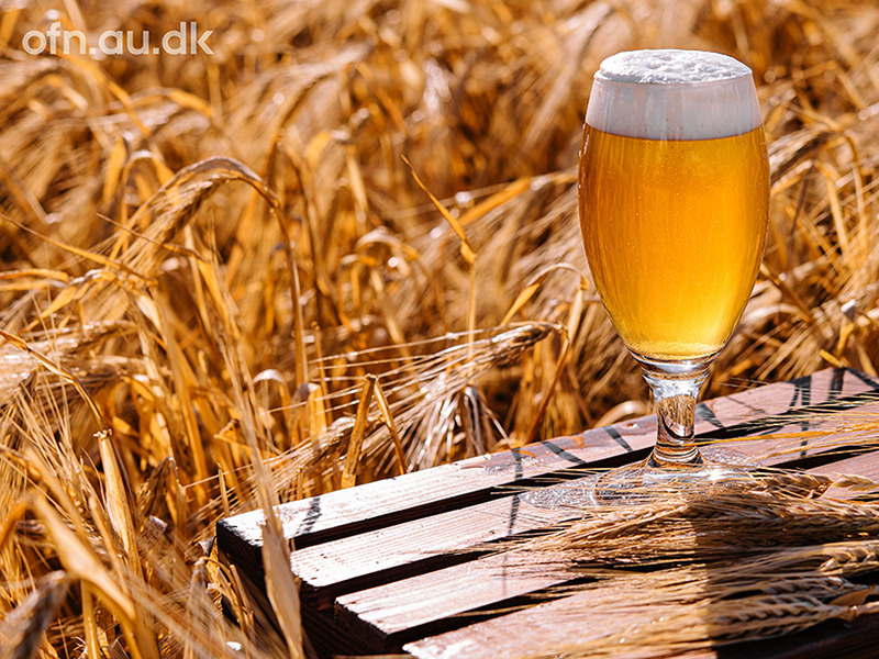 Spændende arrangementer på Holbæk Bibliotek