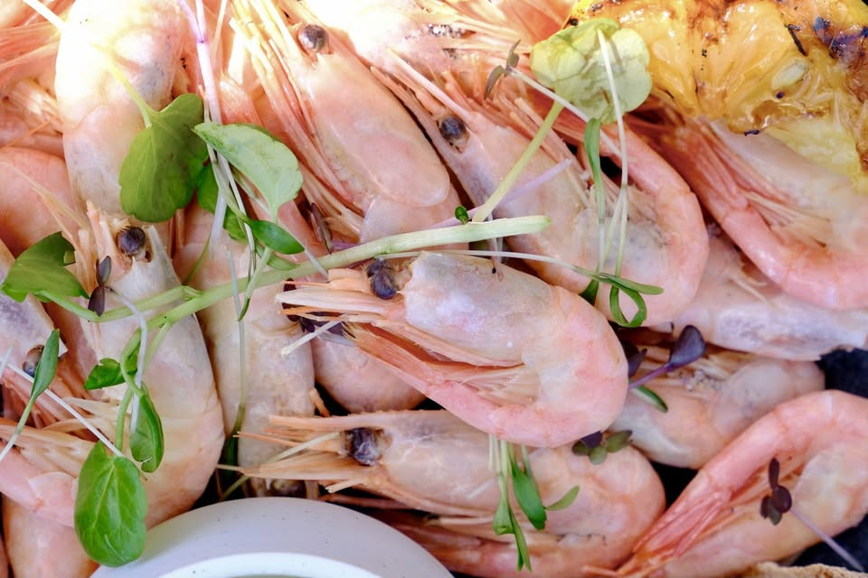 Rejer ad libitum og livemusik i Egå hele juli