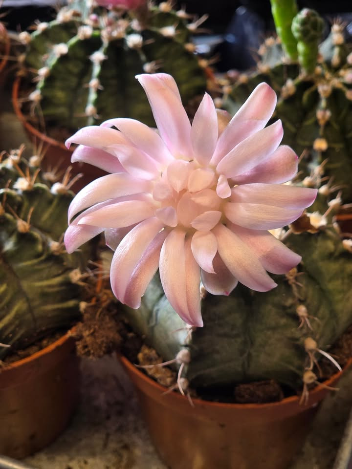 Flore Vida takker kunderne og deler blomsterglæde