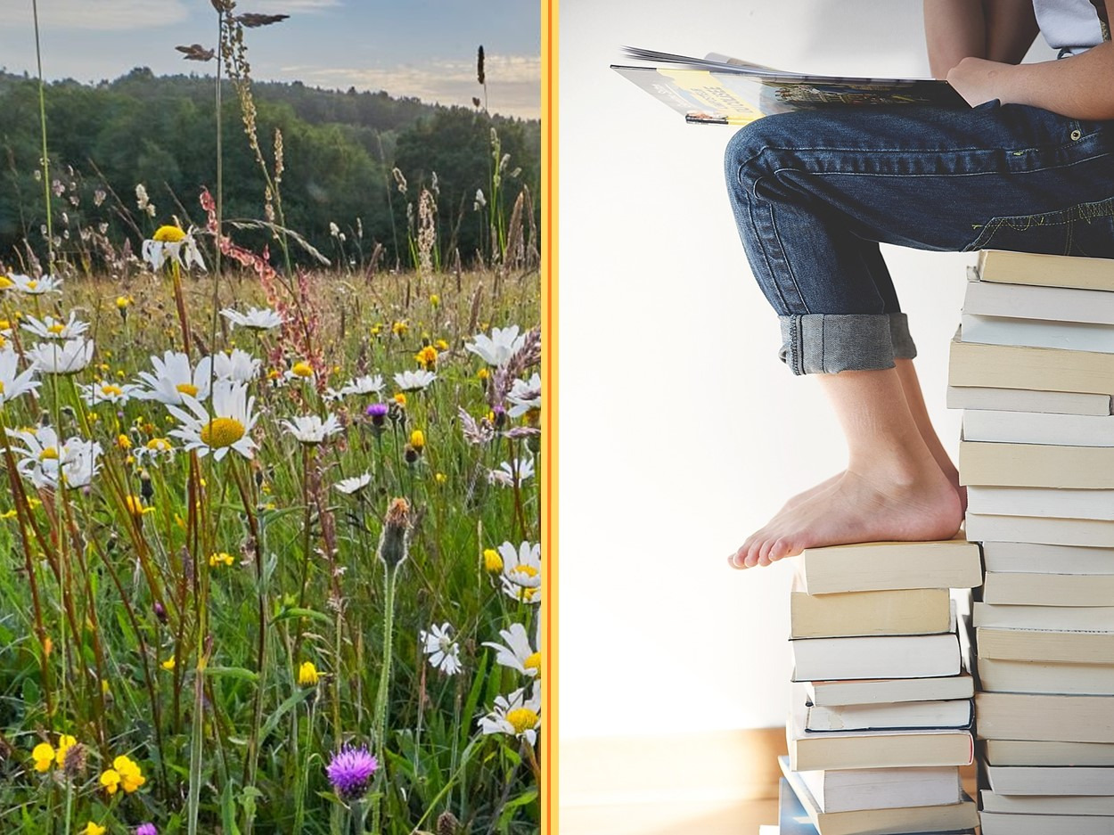 Få gode læsetips til ferien på Bibliotek+