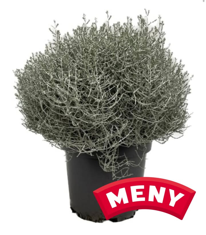 MENY Gl. Skagensvej præsenterer tilbud på Sølvtråd/vindheks