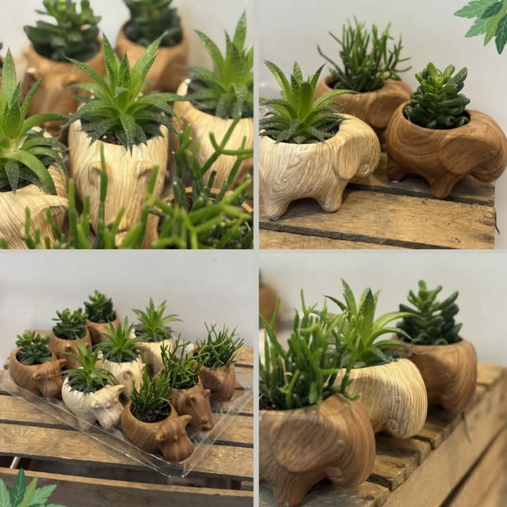 Meny Randers tilbyder haworthia i dekorative dyre-skjulere til en skarp pris