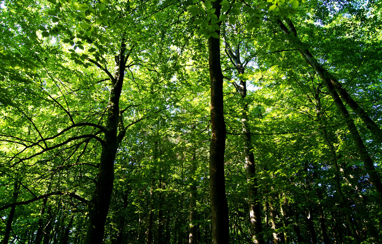 Stor opbakning til naturnationalparker