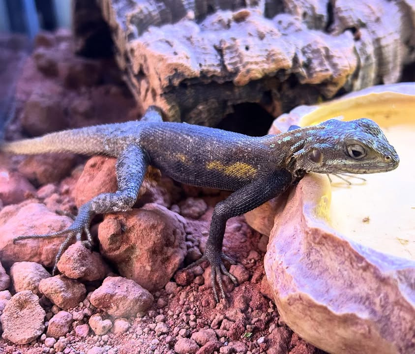 Camillas Dyrecenter fremviser spændende udvalg af krybdyr, herunder en rødhovedet klippeagame