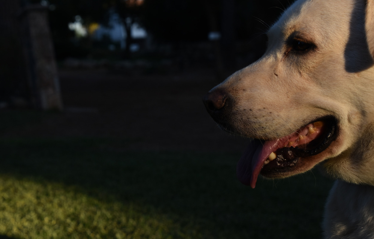 Sådan passer du på din hund i mørket