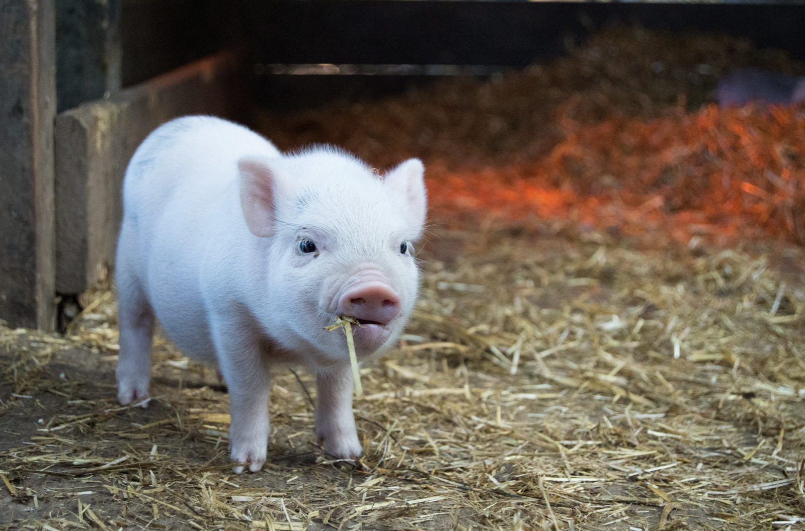 Holstebro Åben på fredag er fuld af oplevelser