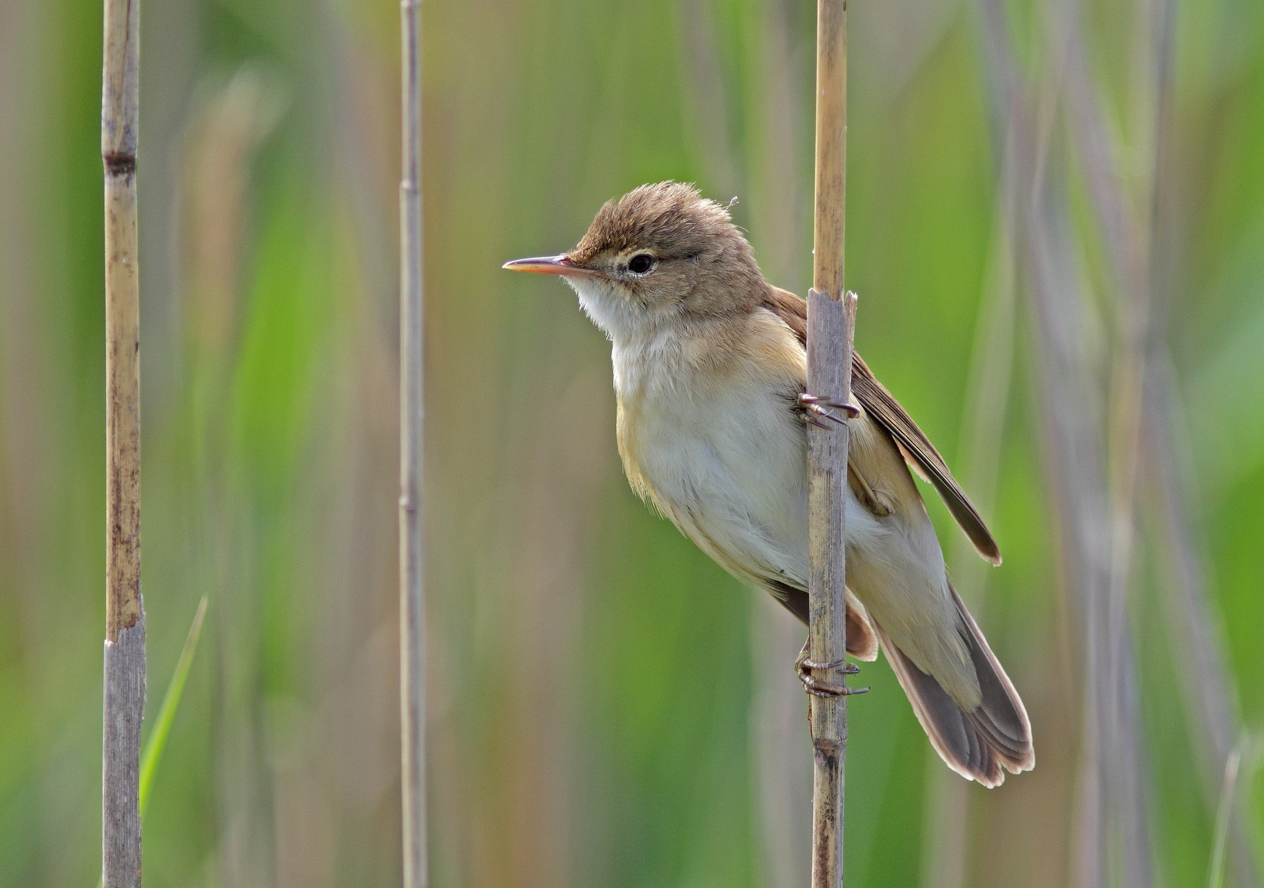 Oplev forårets fugle ved Nivå Bugt Strandenge