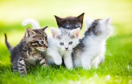Rift om kattene i Horsens