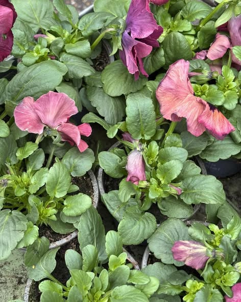 Tulipa Blomster & Havedesign byder foråret velkommen med blomstrende glæde