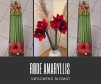 Løvbjerg Frederikshavn: Rød amaryllis på tilbud - afhent i dag!