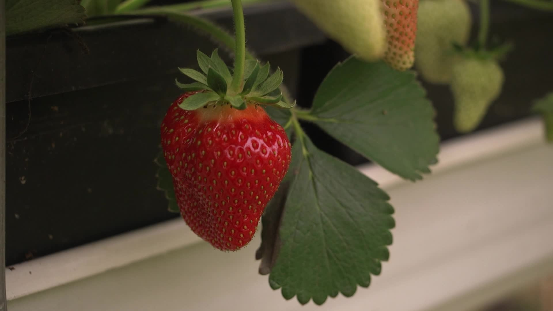 Se dagens updates fra Herning her