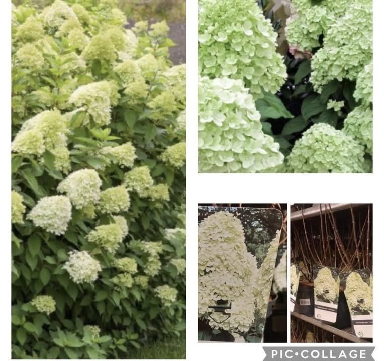 Meny Gl. Skagensvej tilbyder smukke Limelight hortensia til særpris