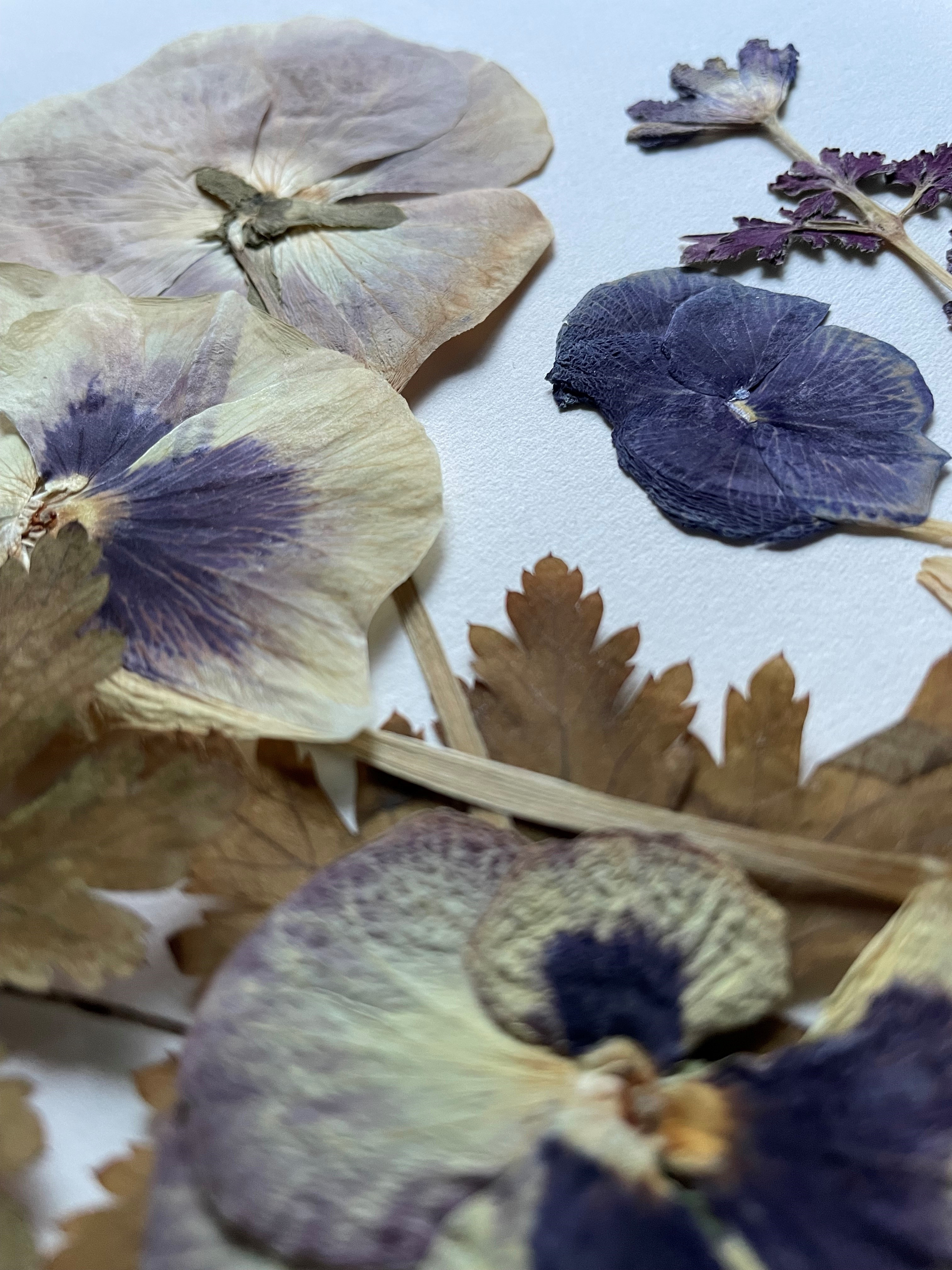 Kreativt blomsterpresningskursus på Avedøre Bibliotek og Kulturhus