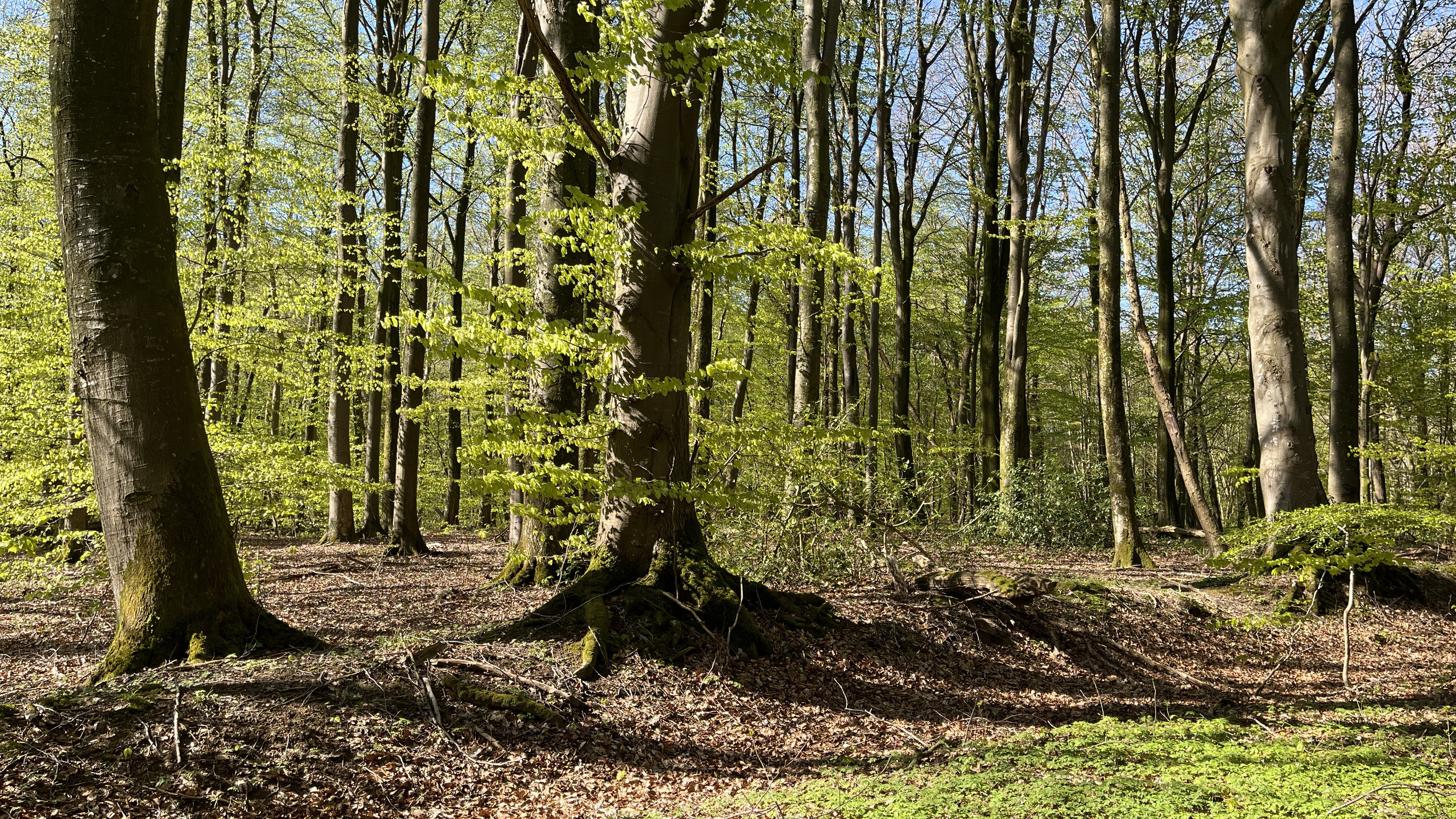 Ud i naturen for blinde og svagsynede