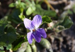 Oplev naturens spisekammer i Stenlille