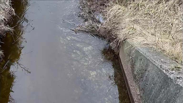 Forurening med ensilagesaft