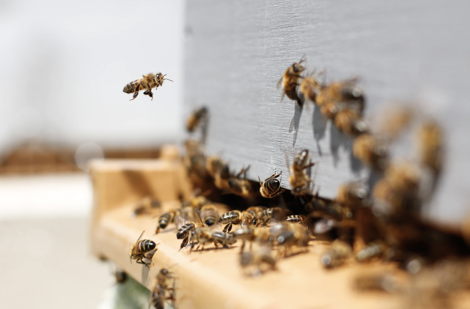 Biavl: Der skal gøres klar til Høstdagen