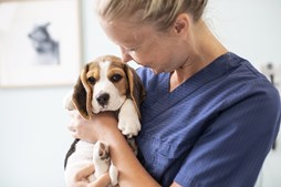 Dansk hvalpeskole lanceres efter rekordhundeår
