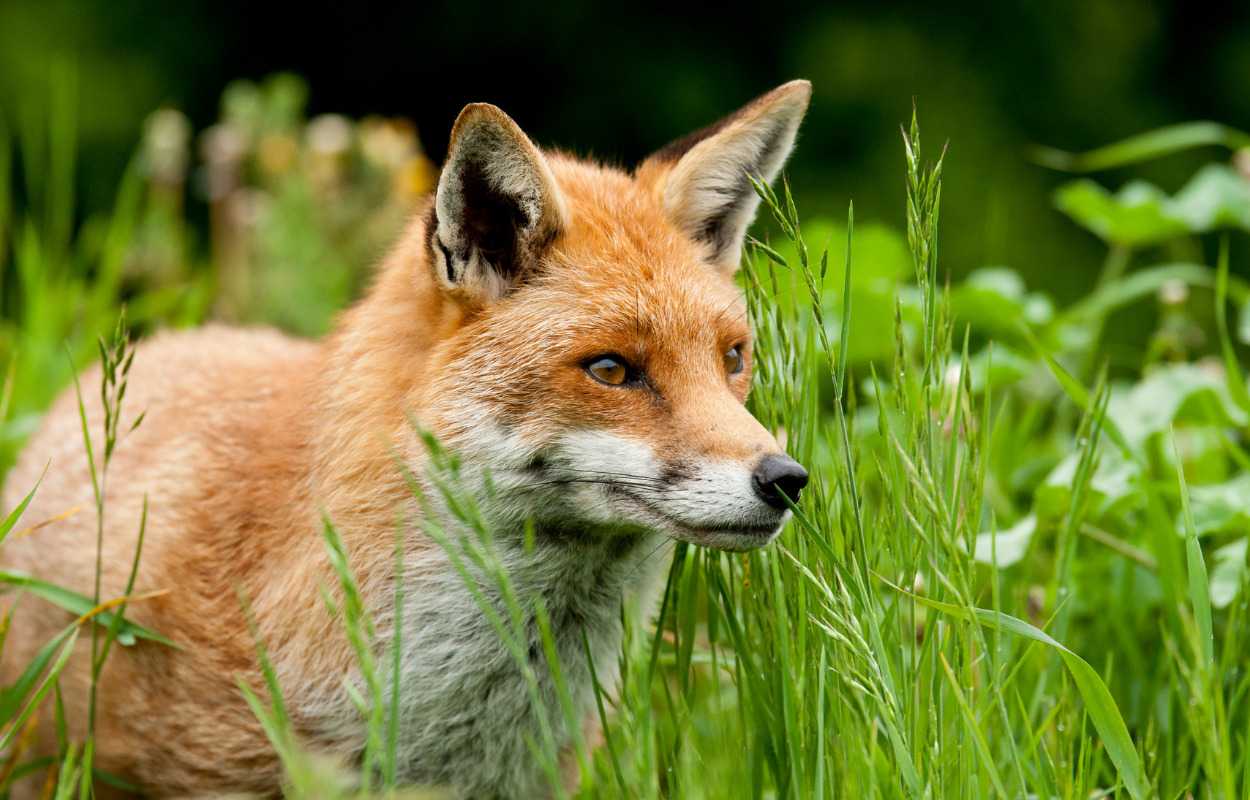 Oplev Kulturugen: En aften i Skives natur