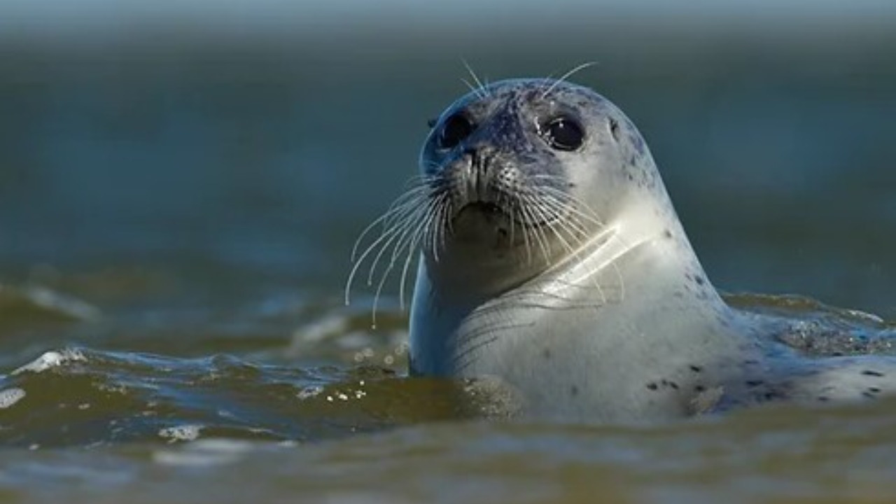 Oplev sælsafari med Mandøpigen i Nationalpark Vadehavet