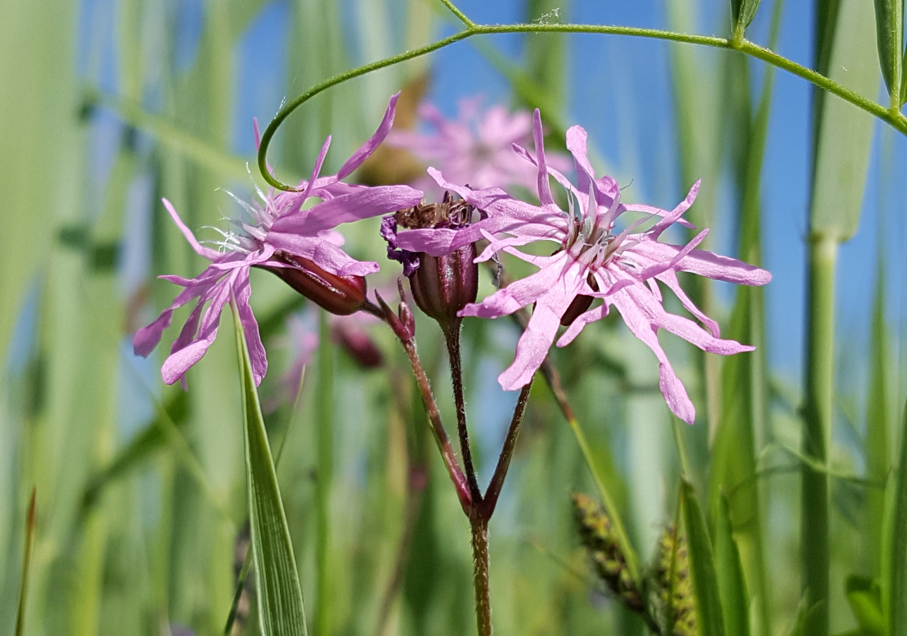 Oplev naturens skønhed på Skibstedgaard