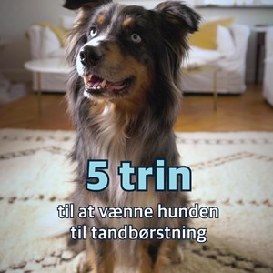 Opslagsbillede