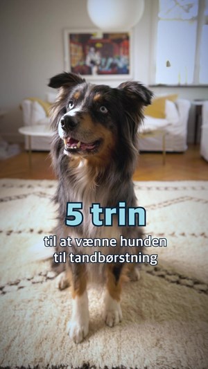opslagsbillede