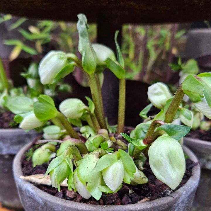 Iris Blomster byder på julestemning og sanseoplevelser fra 10. november