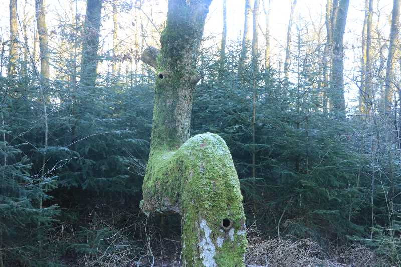 Tag med på en skovtur rundt om Nr. Snede