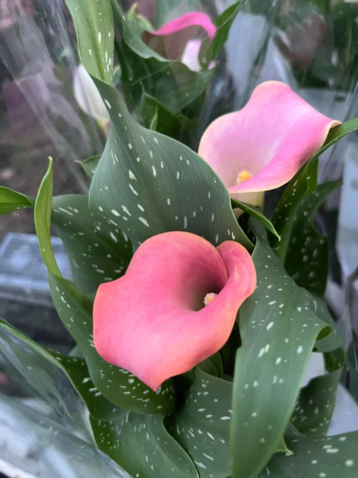 Se dagens updates fra Horsens her