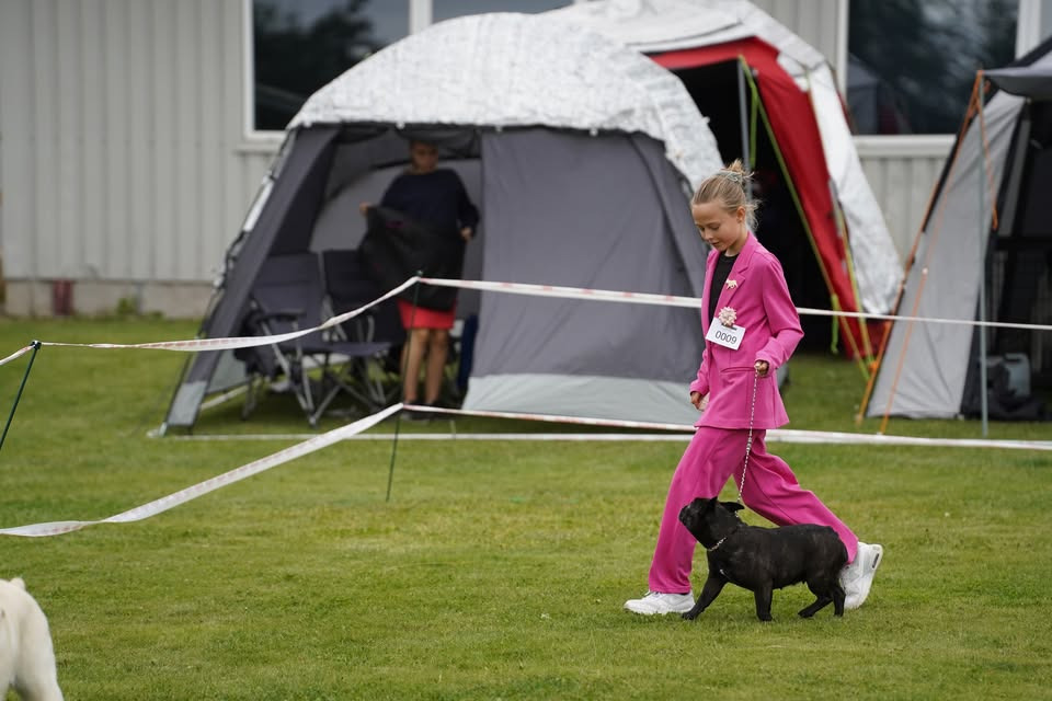 Ring- & udstillingstræning hos Weinkouff Hundeadfærd