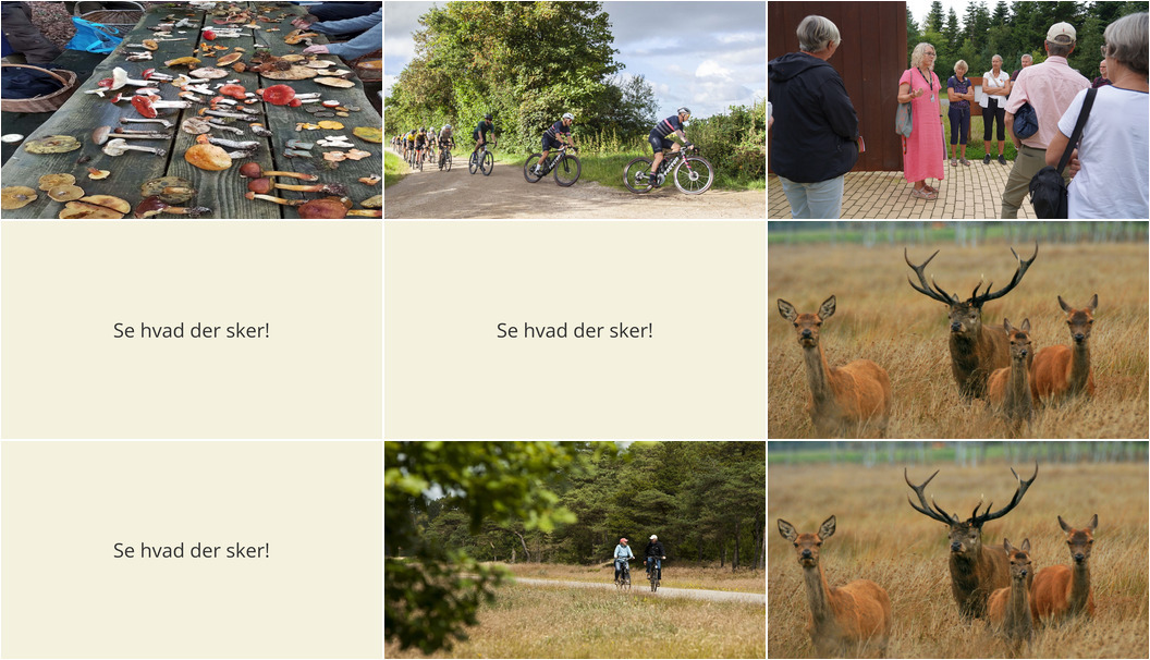 Udforskning af natur og kultur i Oksbøl: Svampeture, historiske vandringer og cykelture