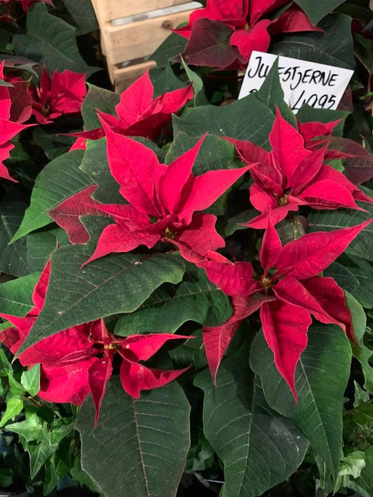 Det nyeste på Brønderslevs opslagstavle