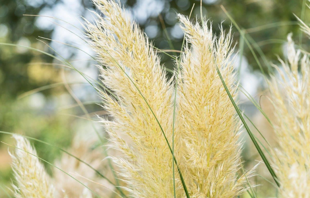 Randers vil have prydgræs – få den lokale haveksperts dos and don’ts