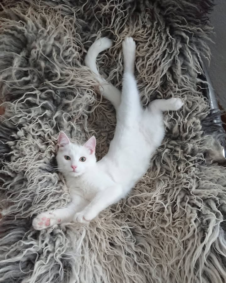 Vet til dig: Kattefakta om døvhed hos hvide katte med blå øjne