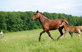 Peter sælger rideudstyr til både rytter og hest