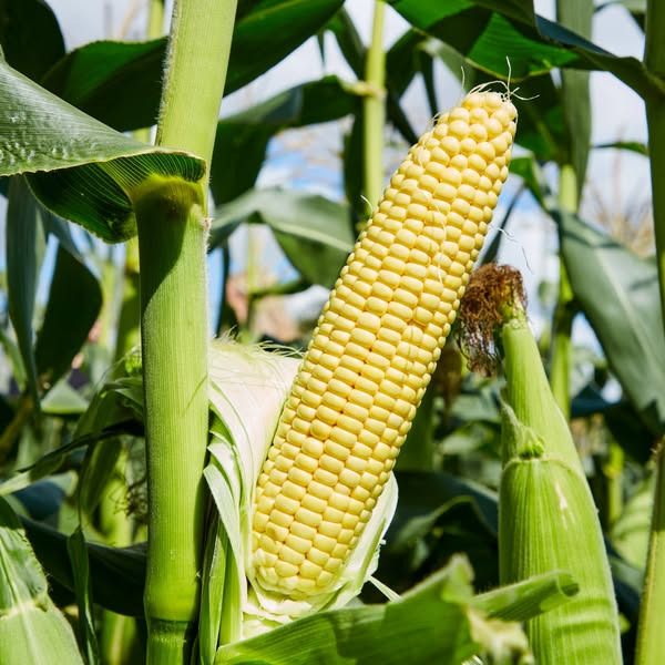 Rema 1000 Sindal tilbyder friske danske majskolber til grillen