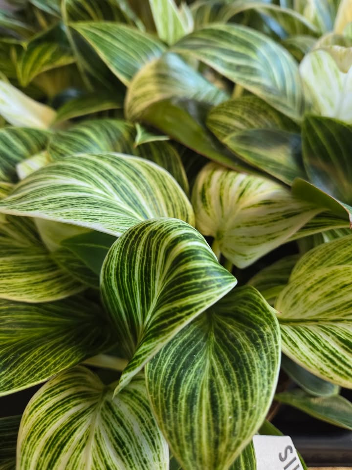 Flore Vida har fået danske planter fra en fynsk gartner