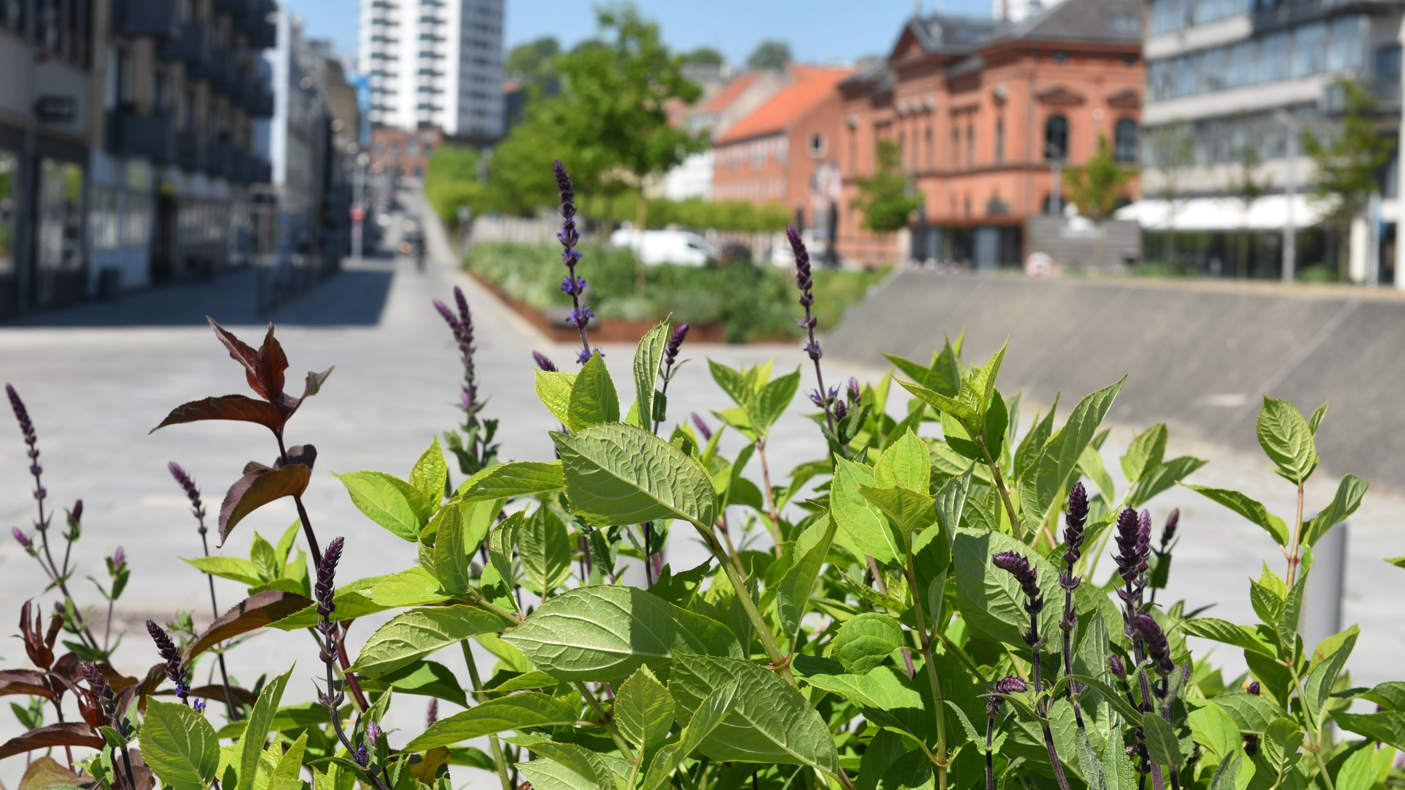 Royale minder i blomsterkummerne