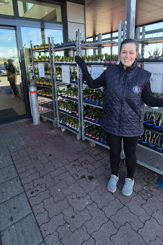 Rema 1000 Slots Bjergby tilbyder hyacinter og påskeliljer til skarpe priser