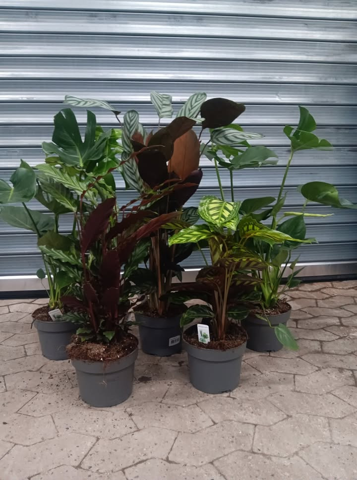 Løvbjerg Frederikshavn tilbyder fantastiske grønne stueplanter til specialpris