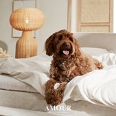 Bolighuset Thisted lancerer AMOUR: Nyt design for den perfekte søvn