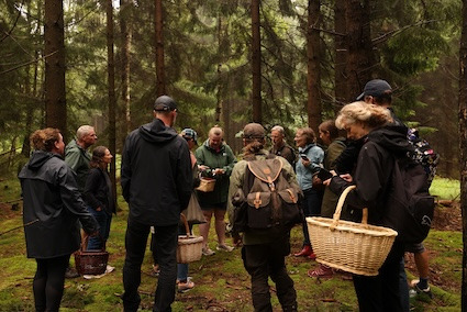 Guidet svampetur i Silkeborg: Find vilde spiselige svampe