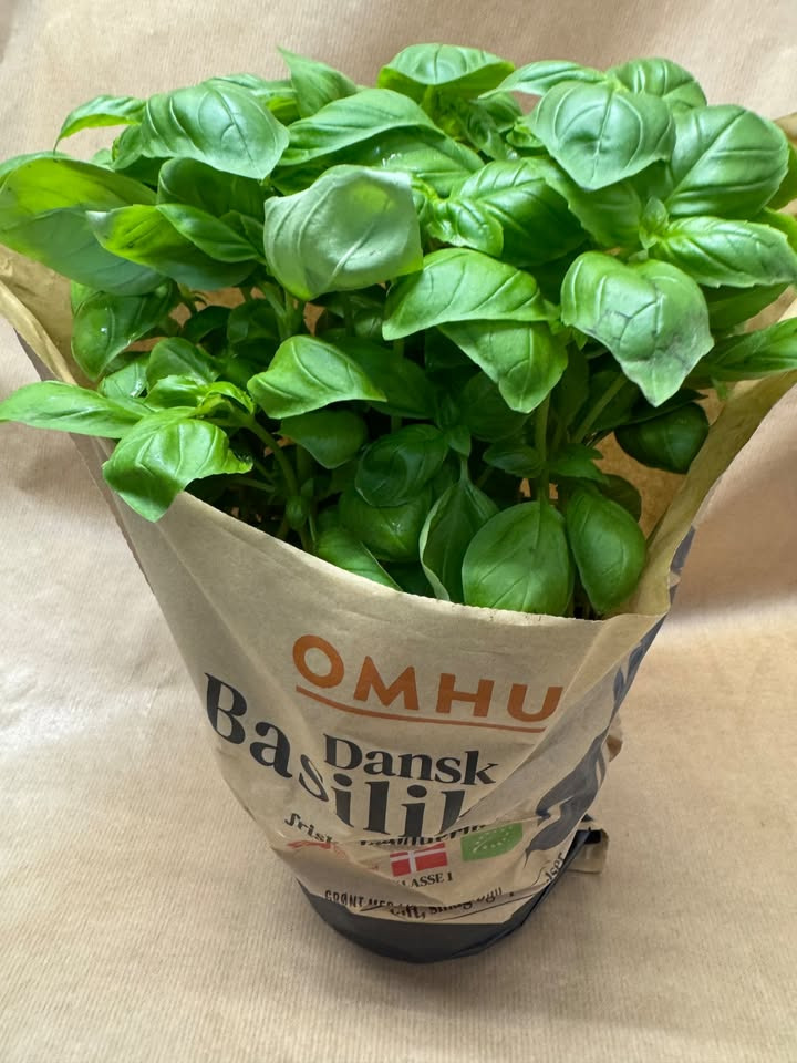 Meny Klarup tilbyder kæmpe potte med basilikum til 15 kr.