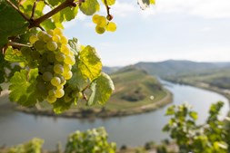 Oplev Rieslings mange facetter til vinsmagning i Hinnerup
