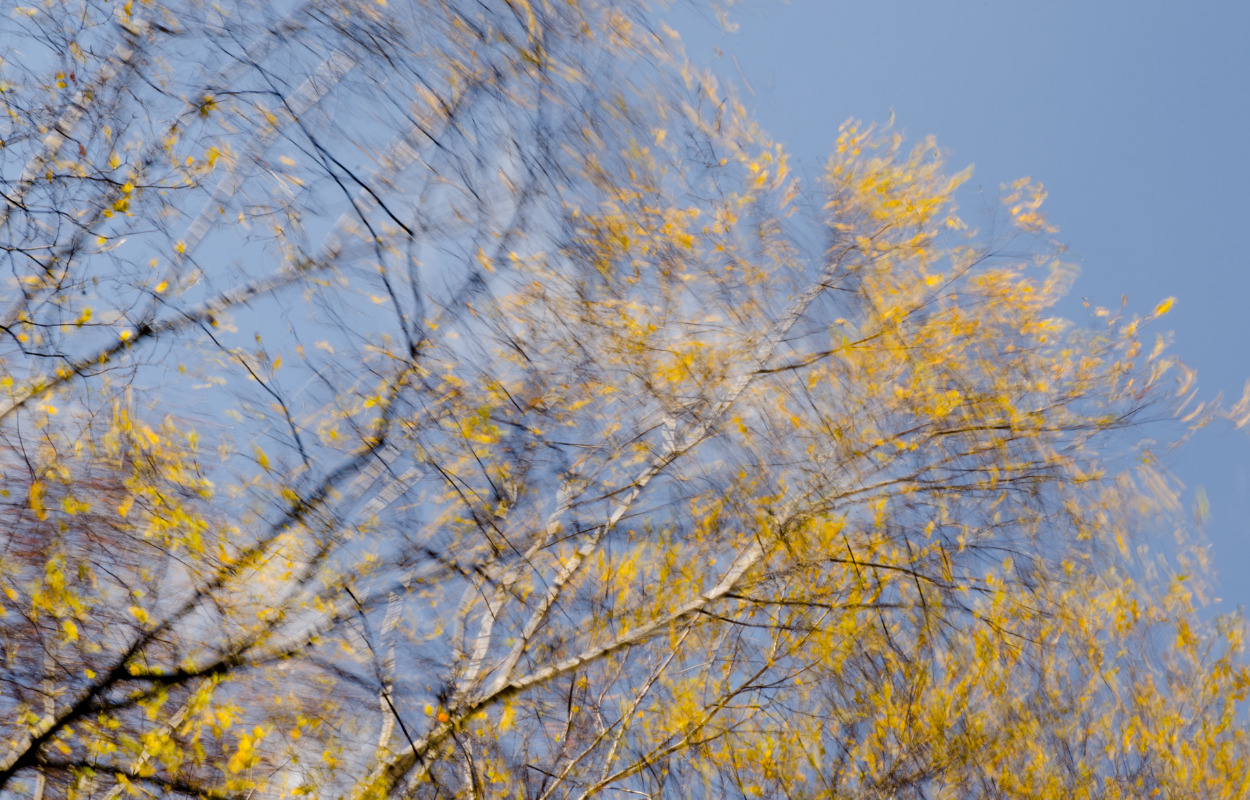 Vinden rusker og træer kan vælte