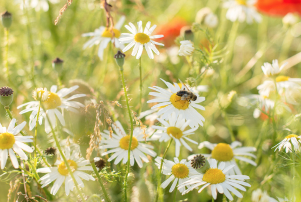 Sammen om et vildere Randers