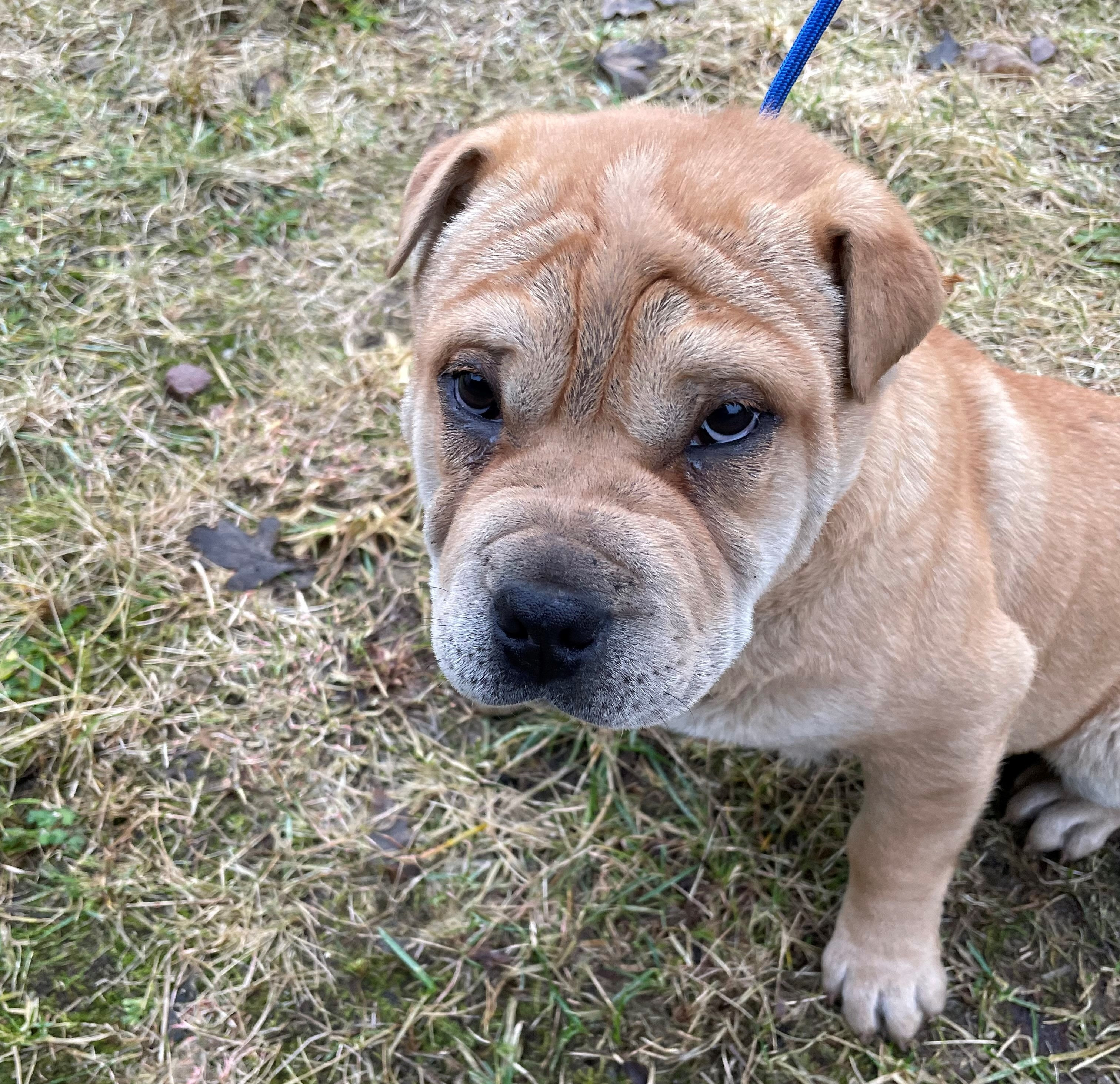2 lyse brune Shar Pei blandinger savner sin ejer