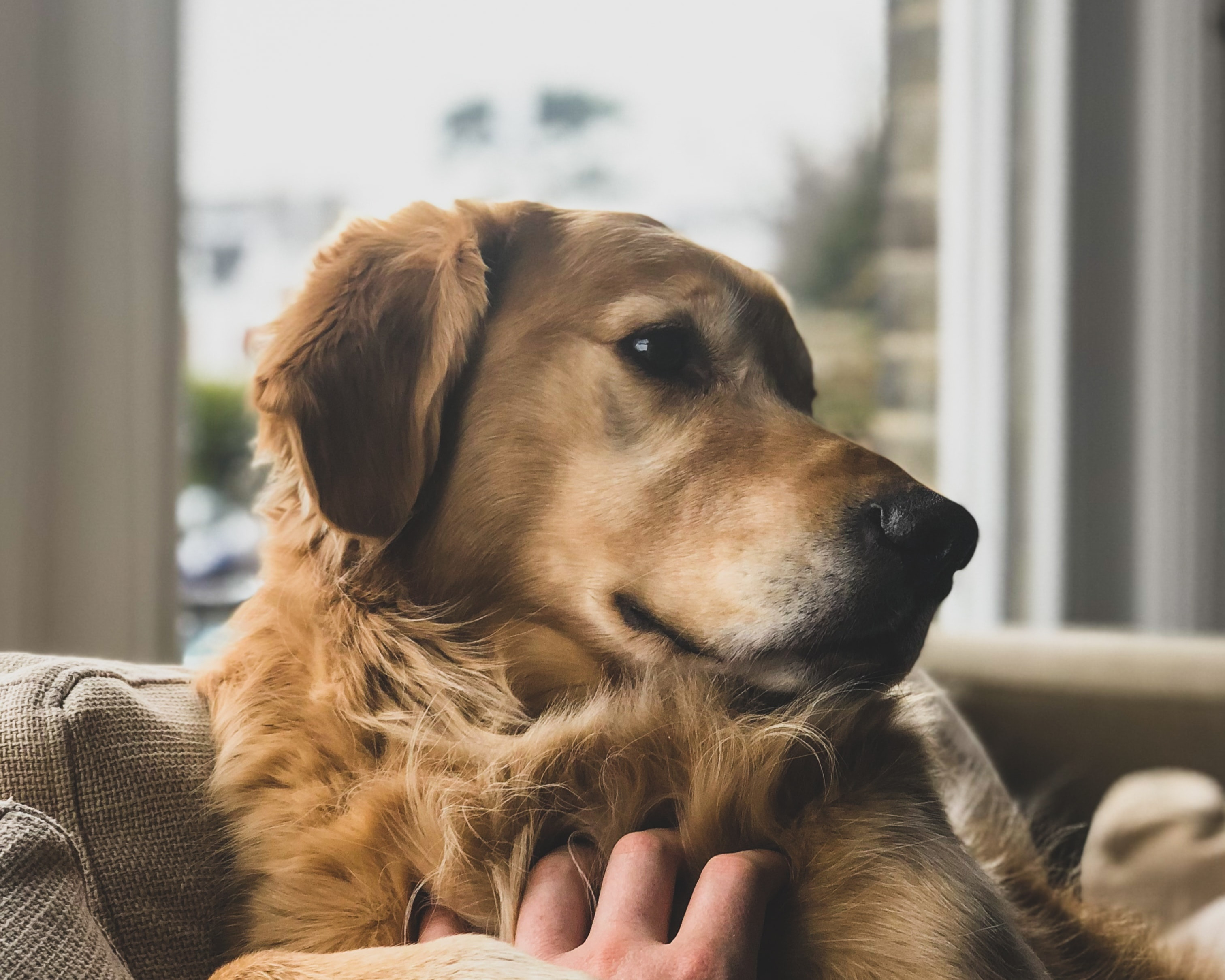 Maxi Zoo Vigerslev støtter Støt Brysterne
