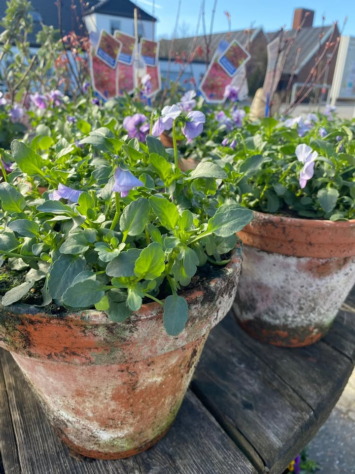 Min Købmand i Asp fejrer foråret med nye blomster 